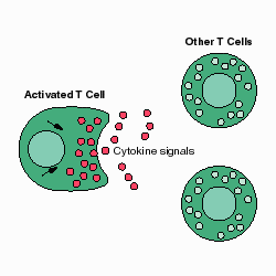 Cytokines